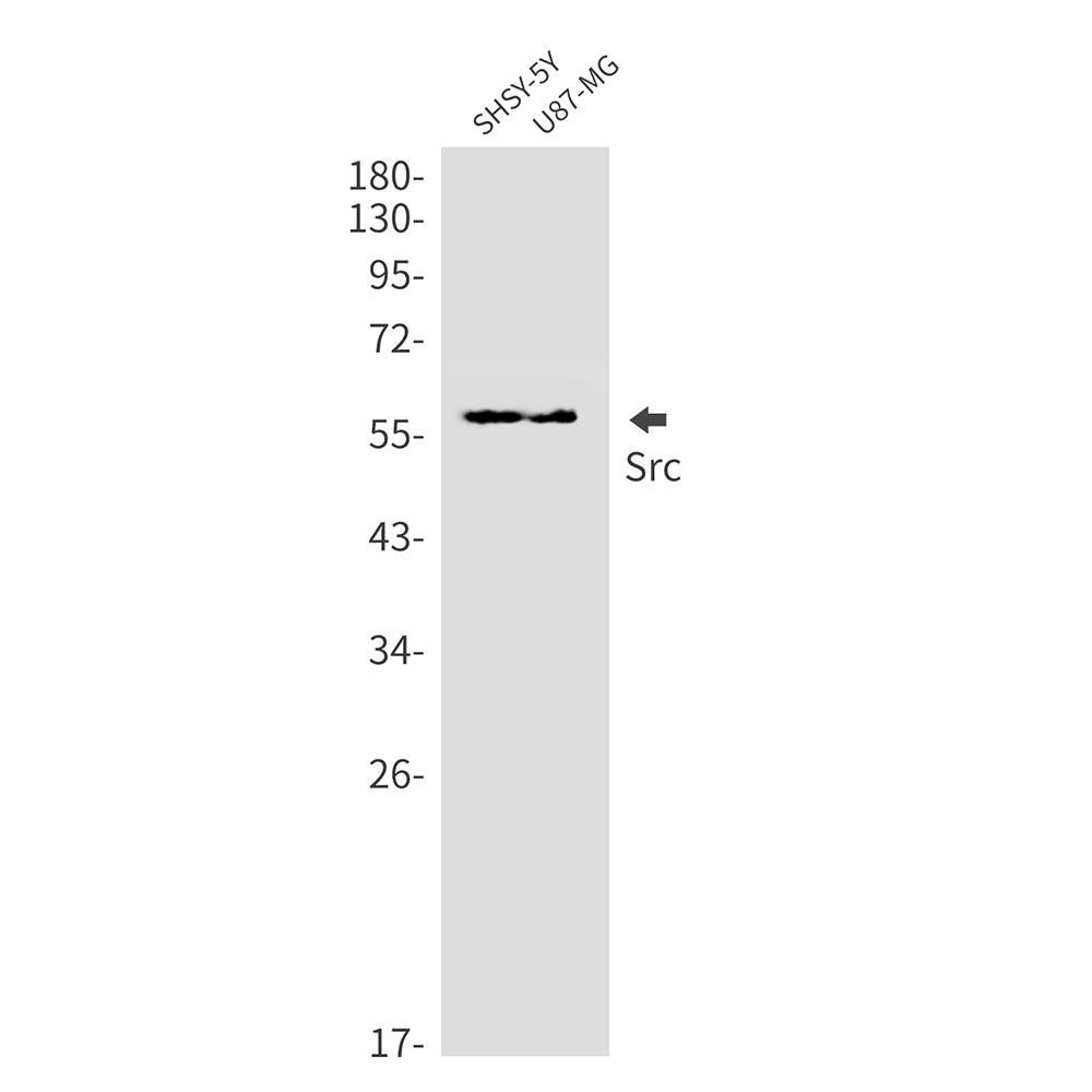 SRC Antibody
