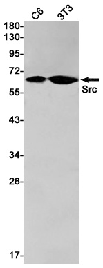 SRC Antibody