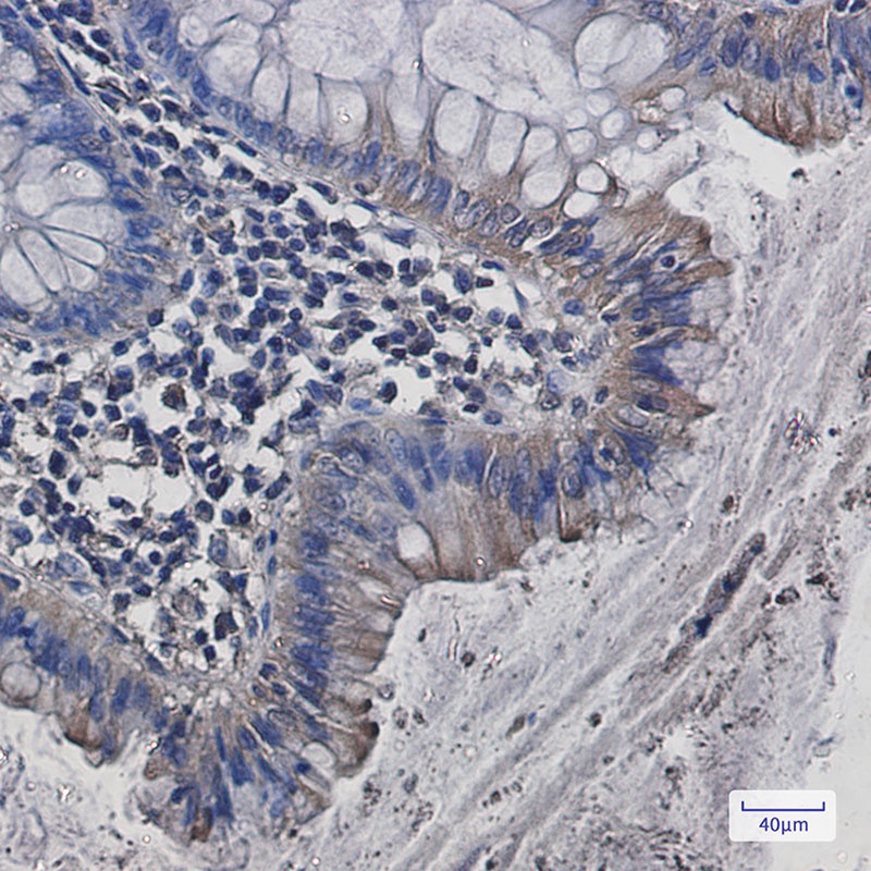 SRC Antibody