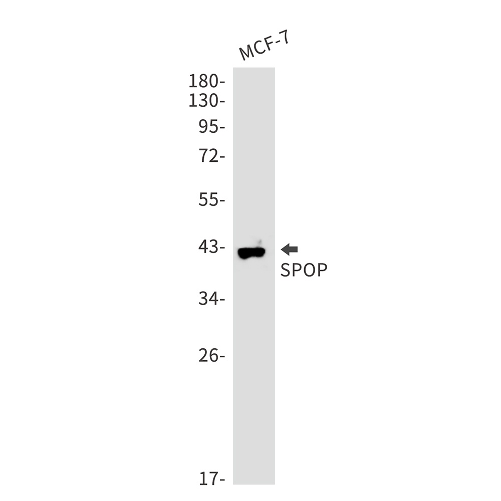 SPOP Antibody