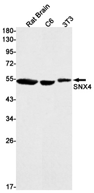 SNX4 Antibody