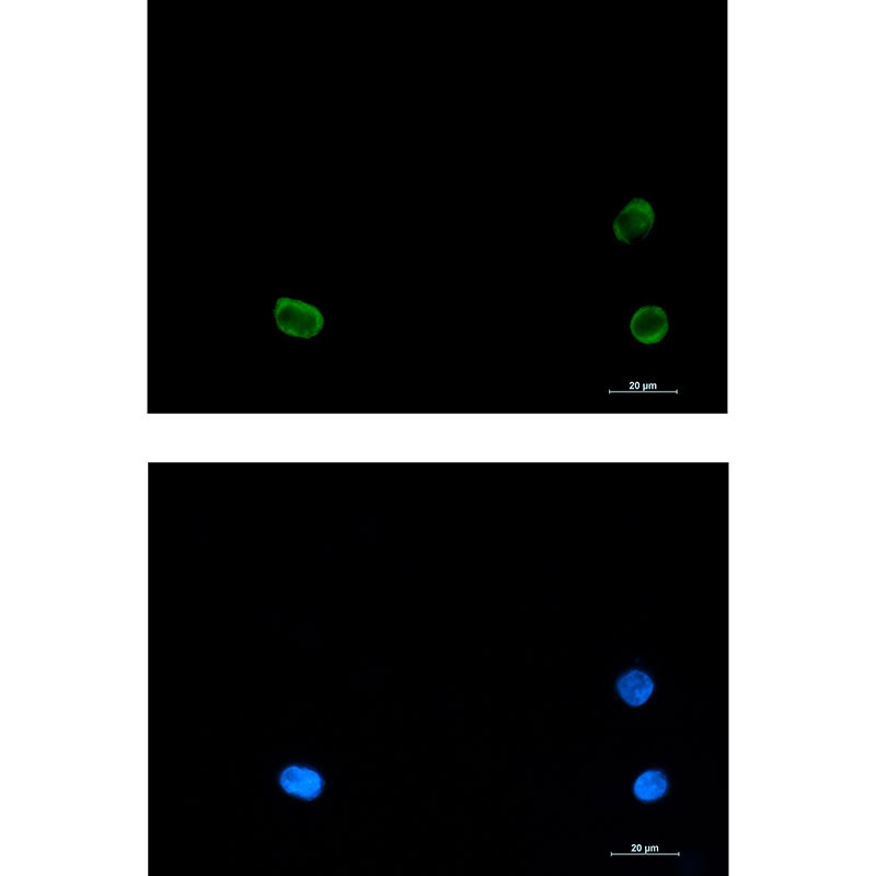 SNAP29 Antibody