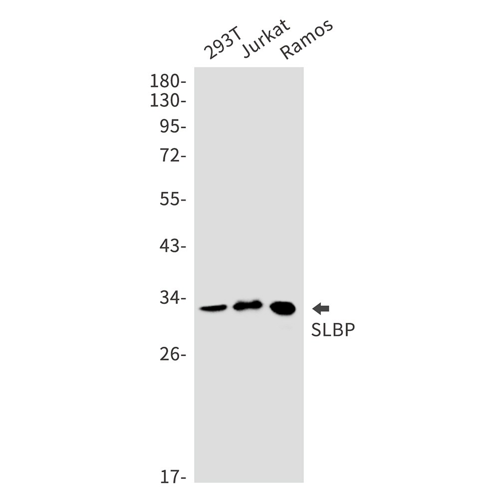 SLBP Antibody
