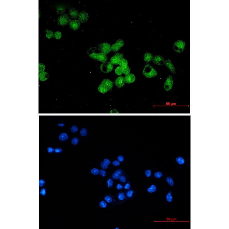 Skp1 Rabbit Monoclonal Antibody