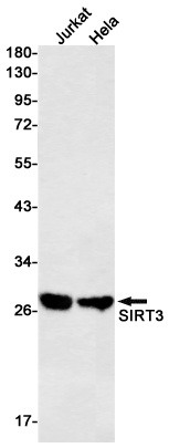 SIRT3 Antibody