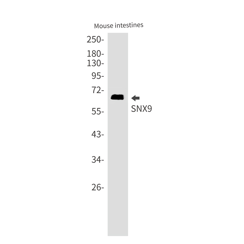 SNX9 Antibody