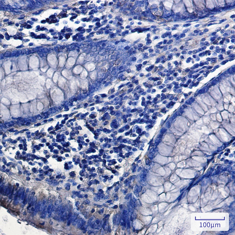 SNX9 Antibody