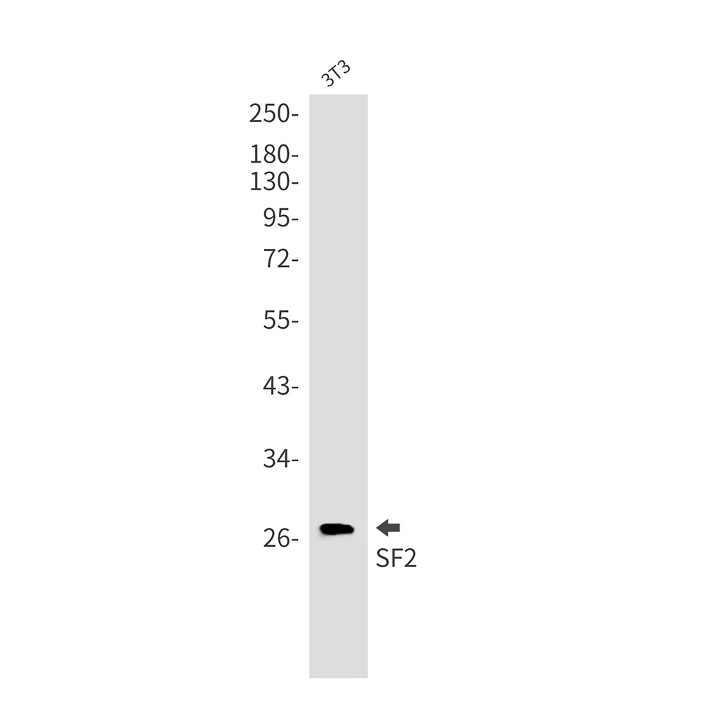 SF2 Rabbit Monoclonal Antibody