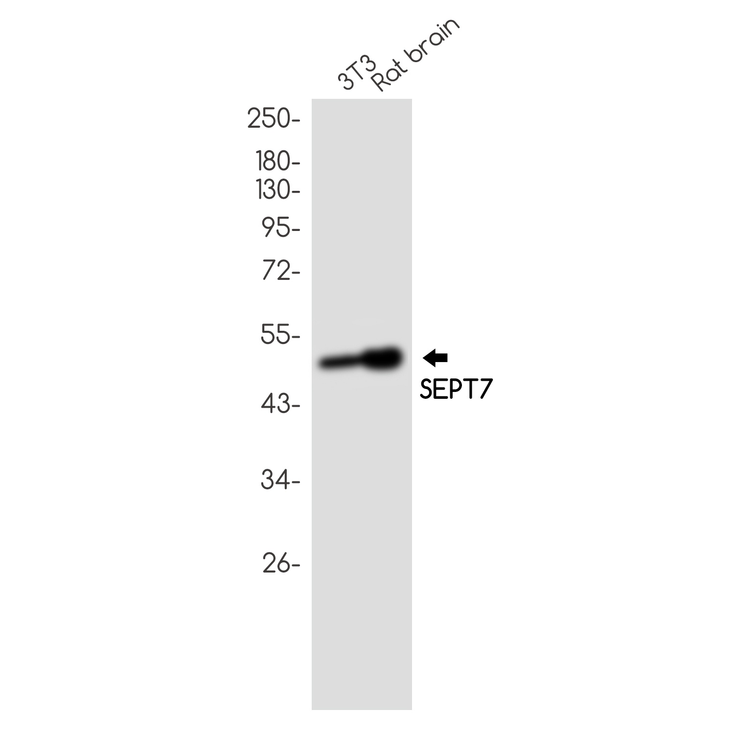 SEPTIN7 Antibody