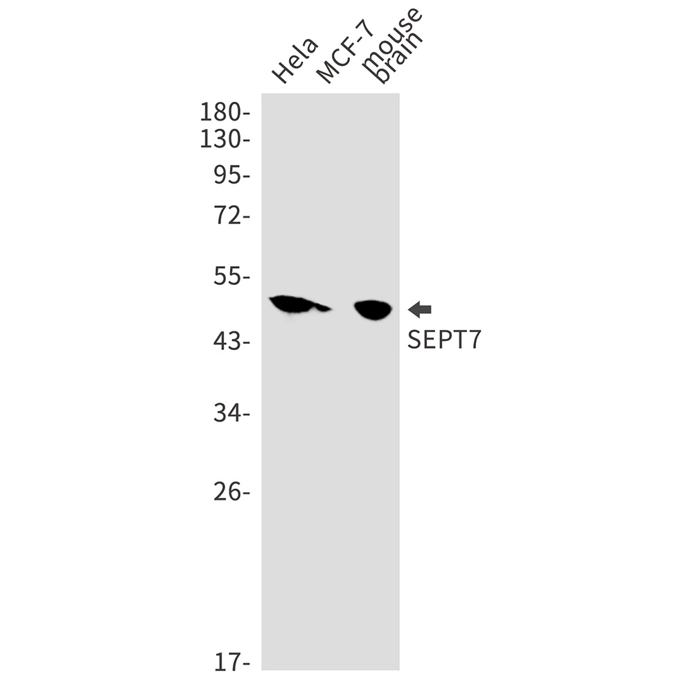 SEPTIN7 Antibody