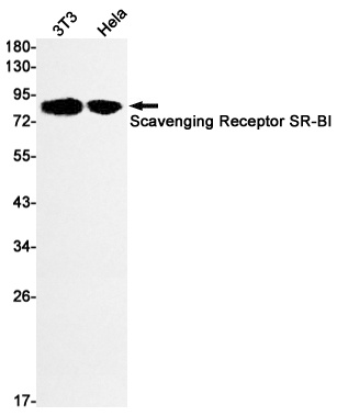 SCARB1 Antibody