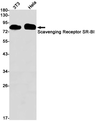 SR-BI Rabbit Monoclonal Antibody