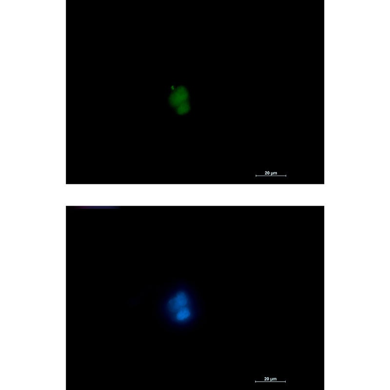 RUNX1/RUNX2/RUNX3 Antibody