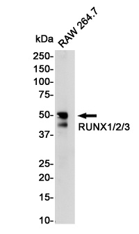 RUNX1/RUNX2/RUNX3 Antibody