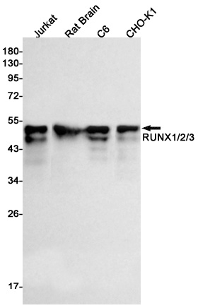 RUNX1/RUNX2/RUNX3 Antibody