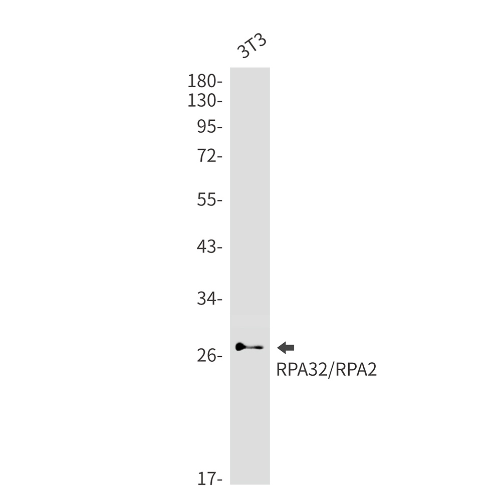 RPA2 Antibody