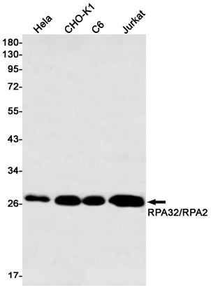 RPA2 Antibody
