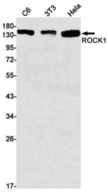 ROCK1 Antibody