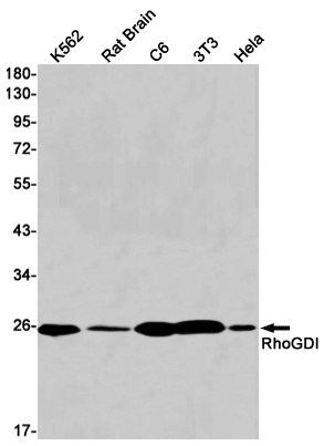 ARHGDIA Antibody