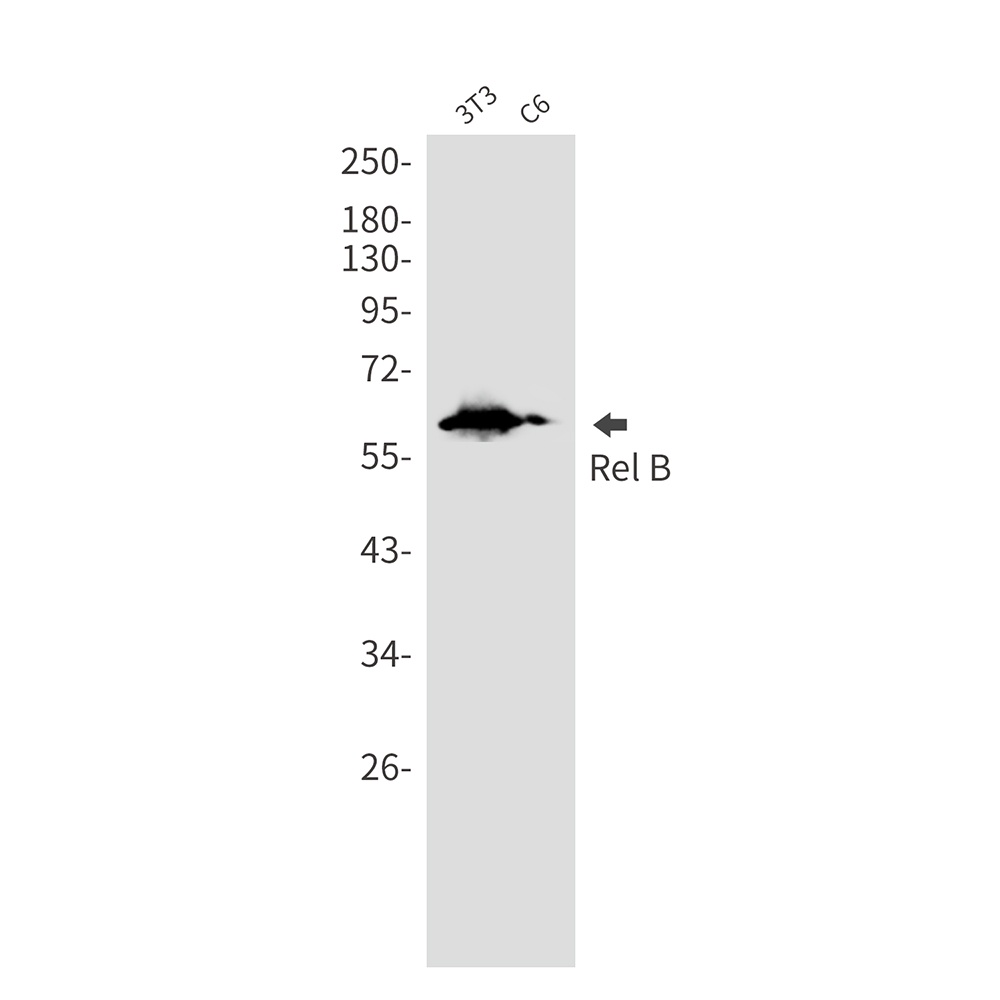 RELB Antibody