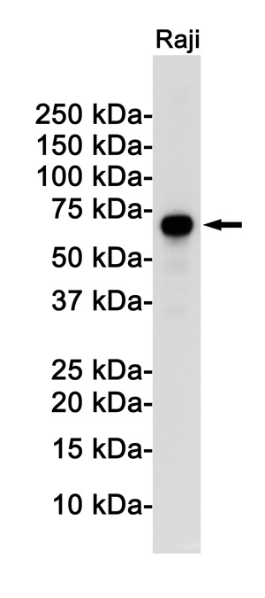 RELB Antibody