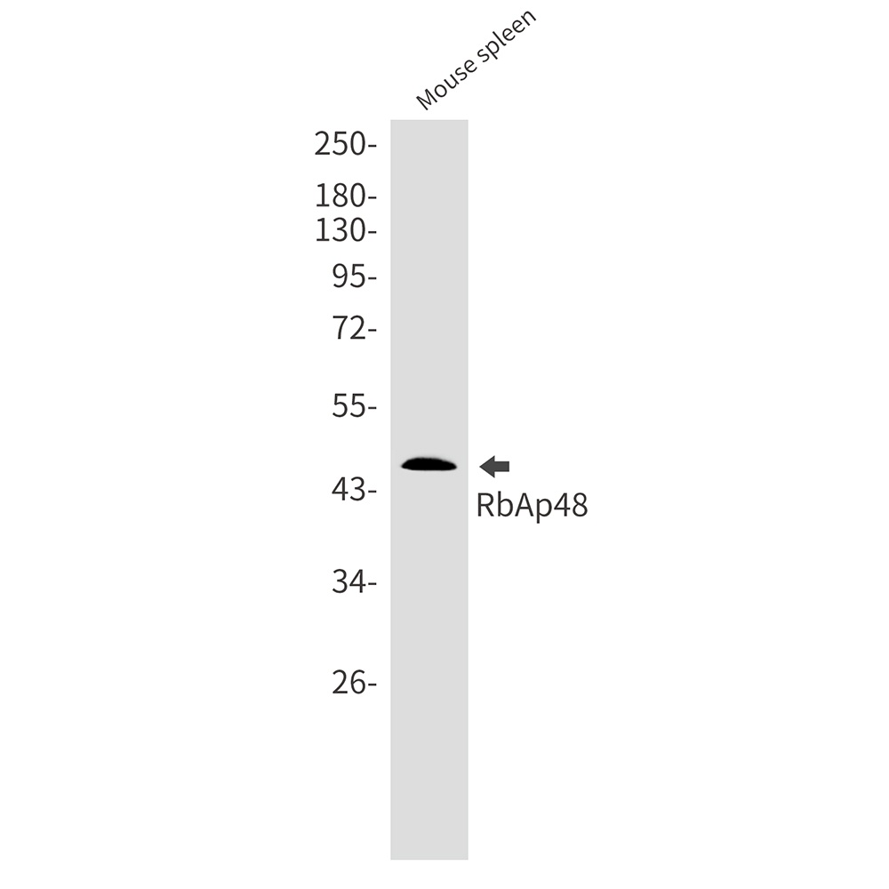 RBBP4 Antibody