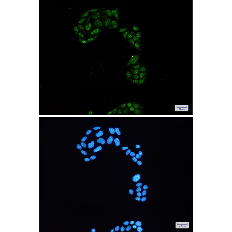 RBL2 Antibody