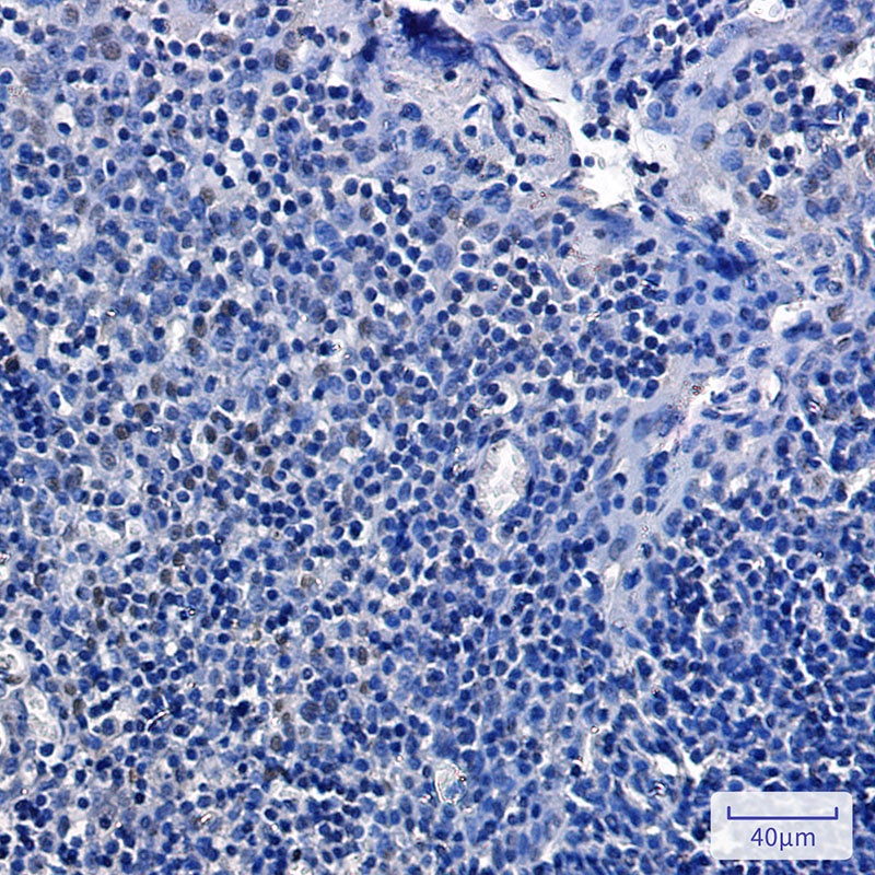 RBL2 Antibody