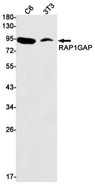 RAP1GAP Rabbit Monoclonal Antibody
