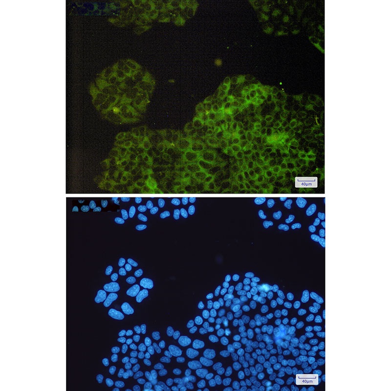 RAP1GAP Rabbit Monoclonal Antibody