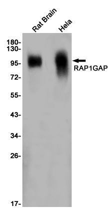 RAP1GAP Rabbit Monoclonal Antibody
