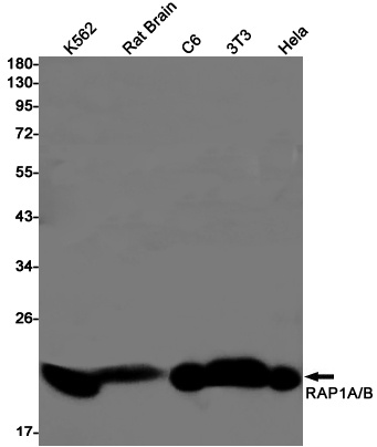 RAP1B Antibody