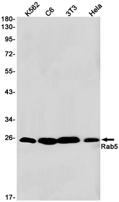 RAB5A Antibody