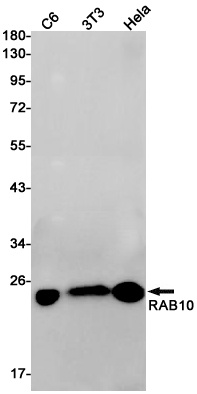 RAB10 Antibody
