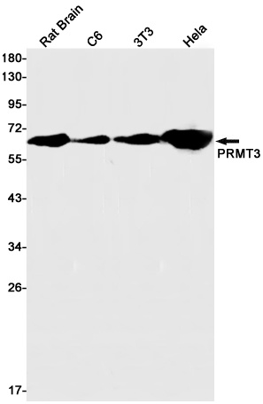 PRMT3 Antibody