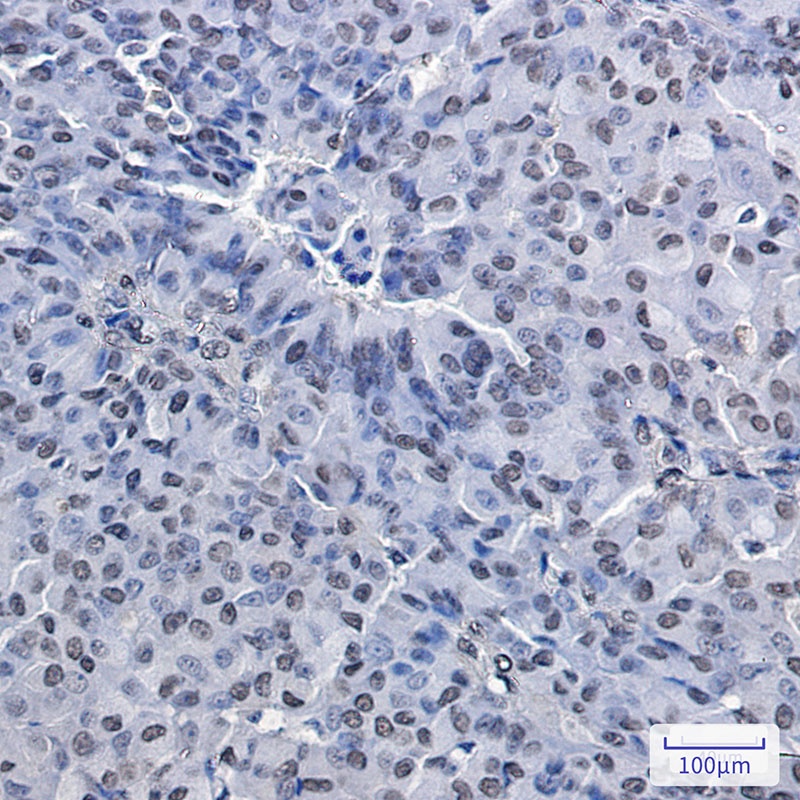 PRMT1 Antibody