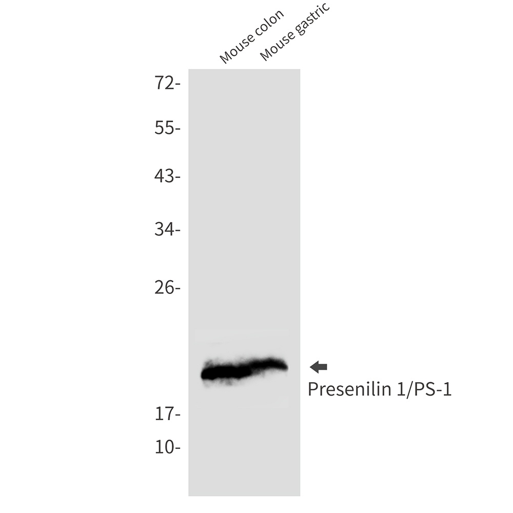 PSEN1 Antibody