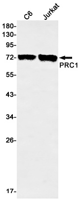PRC1 Antibody