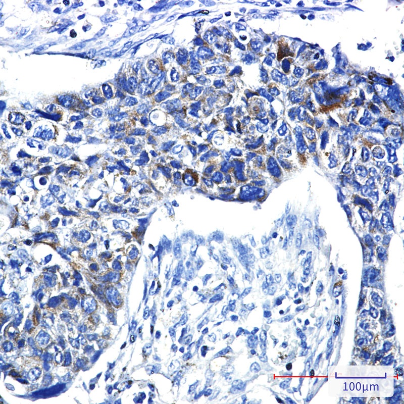 PRC1 Antibody