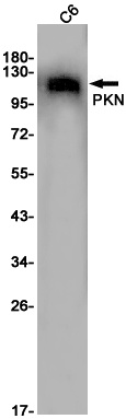 PKN1 Antibody