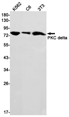 Prkcd Antibody