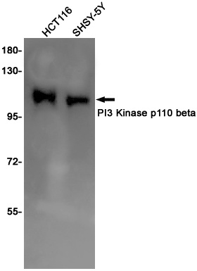 PIK3CB Antibody