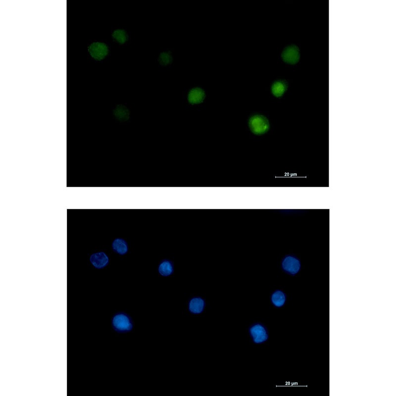 PHAPI2 Rabbit Monoclonal Antibody