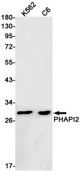 PHAPI2 Rabbit Monoclonal Antibody