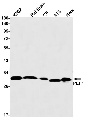 PEF1 Antibody