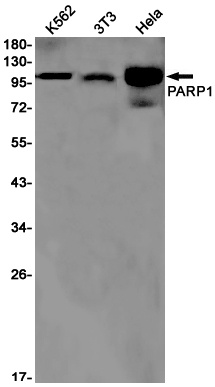 PARP1 Antibody