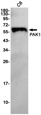 PAK1 Antibody