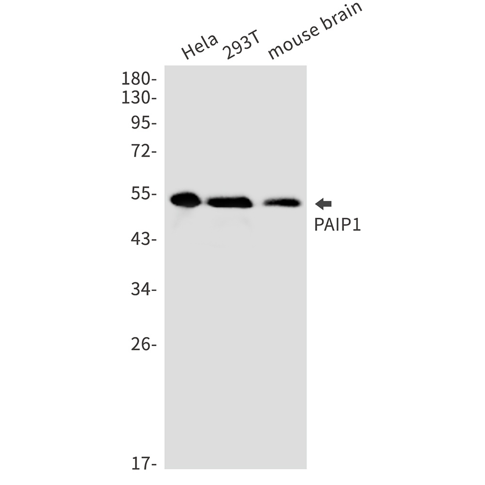 PAIP1 Antibody