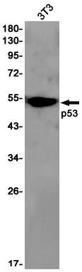 Tp53 Antibody