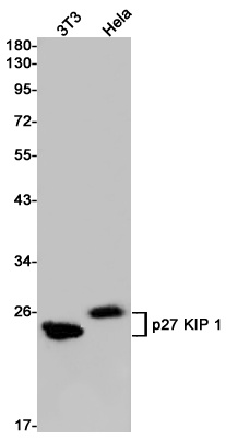 CDKN1B Antibody